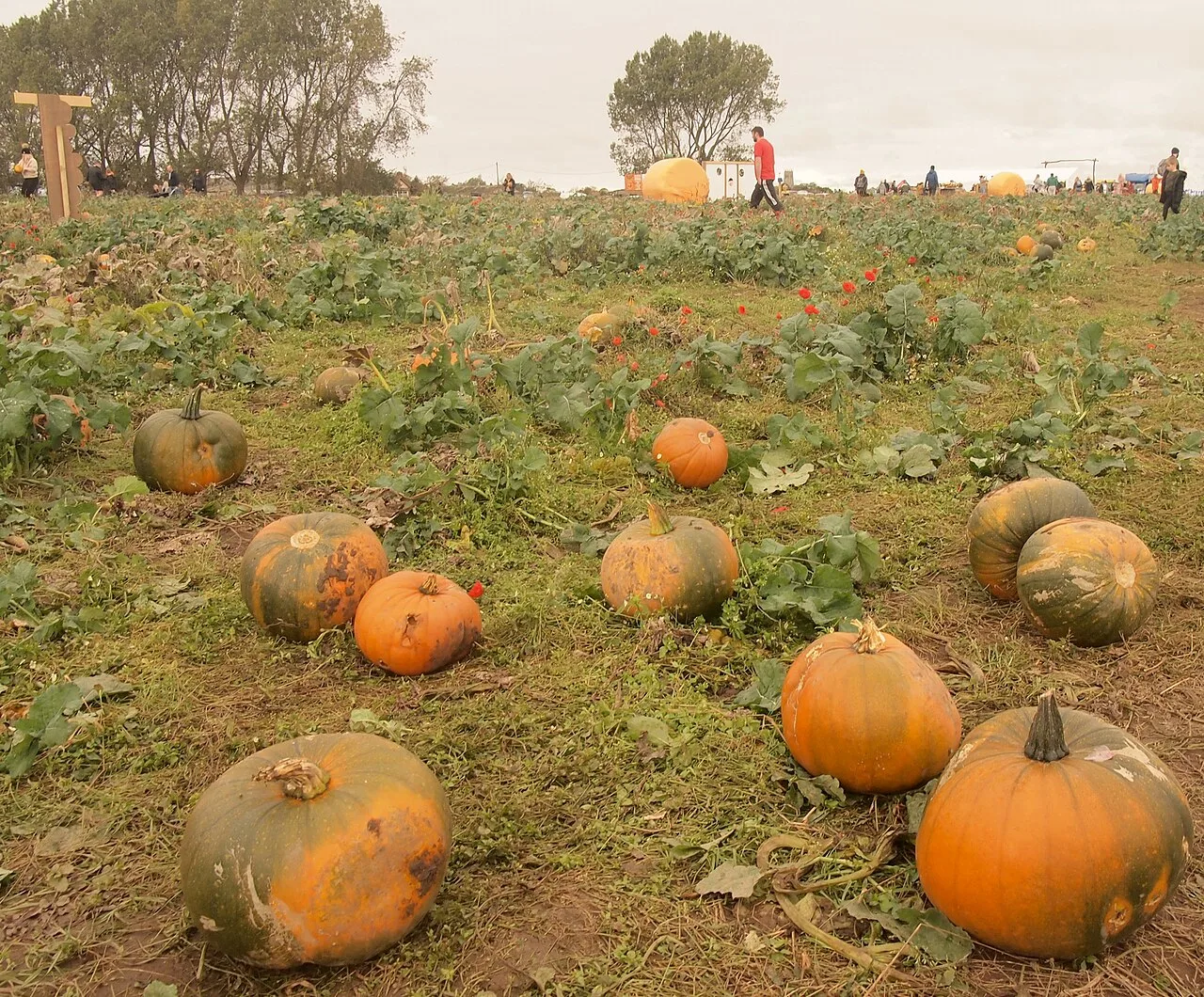 Pick-your-own pumpkins at Sandy Bottom Farm in October 2020. Lillingstone and Peterley run the same kind of patch